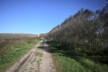 Bir tarlanın yanındaki toprak setin tepesindeki patika ve İtalya kırsalında eski bir binayla birlikte bir ağaç çiftliği.