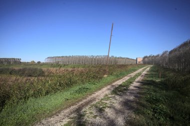 Bir tarlanın yanındaki toprak setin tepesindeki patika ve İtalya kırsalında eski bir binayla birlikte bir ağaç çiftliği.