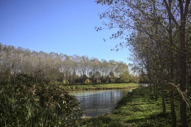 İtalya 'nın kırsal kesimlerinde nehir kıyılarında ağaç fidanlıkları kıyıdan görünen sulara dökülüyor.