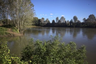Nehir kıyısındaki ağaç suyun üzerine eğilmiş ve İtalya 'nın kırsal kesimlerinde yansımış. Uzakta bir banka var.
