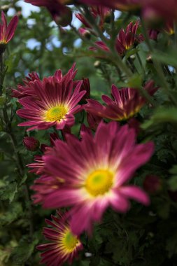 Mor kasımpatılar çalıların arkasında çiçek açıyor. Yakından görülüyor.