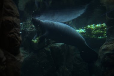 Akvaryumun su seviyesinin altında yüzerken deniz ayısı beslenme sırasında bir akvaryumun içinde görünür.