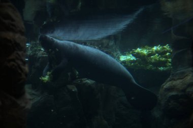 Akvaryumun su seviyesinin altında yüzerken deniz ayısı beslenme sırasında bir akvaryumun içinde görünür.