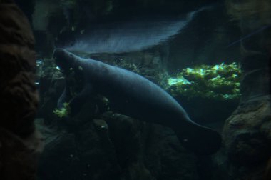 Akvaryumun su seviyesinin altında yüzerken deniz ayısı beslenme sırasında bir akvaryumun içinde görünür.