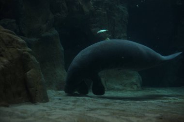 Akvaryumun su seviyesinin altında yüzerken deniz ayısı beslenme sırasında bir akvaryumun içinde görünür.