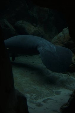 Akvaryumun su seviyesinin altında yüzerken deniz ayısı beslenme sırasında bir akvaryumun içinde görünür.