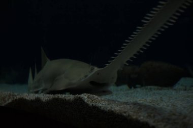 Bir akvaryumun dibinde yüzen köpekbalığı gördüm.