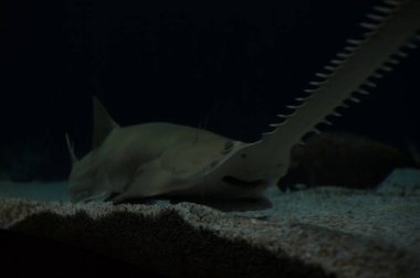 Bir akvaryumun dibinde yüzen köpekbalığı gördüm.