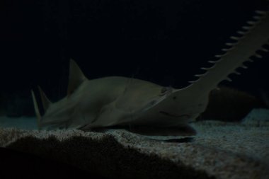 Bir akvaryumun dibinde yüzen köpekbalığı gördüm.