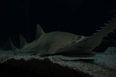 Bir akvaryumun dibinde yüzen köpekbalığı gördüm.