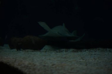 Bir akvaryumun dibinde yüzen köpekbalığı gördüm.