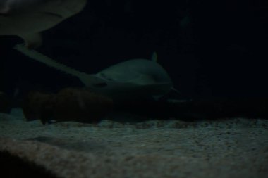 Bir akvaryumun dibinde yüzen köpekbalığı gördüm.