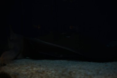 Bir akvaryumun dibinde yüzen köpekbalığı gördüm.