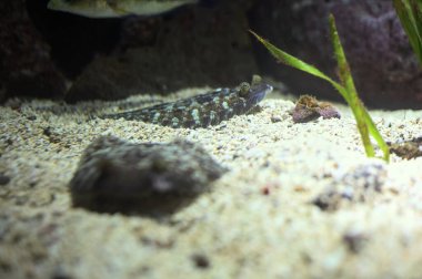 Akvaryumun dibinde yatan tropik balıklar.