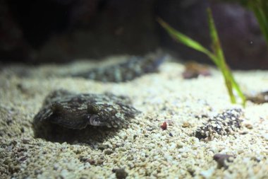 Akvaryumun dibinde yatan tropik balıklar.