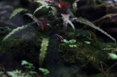 Çimenlerdeki zehirli kurbağalar ve tanktaki yosunlar.