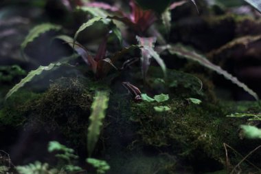 Çimenlerdeki zehirli kurbağalar ve tanktaki yosunlar.