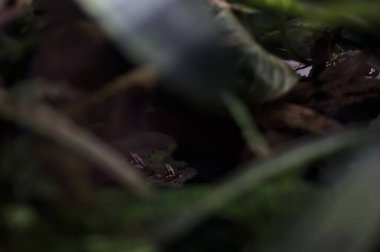 Çimenlerdeki zehirli kurbağalar ve tanktaki yosunlar.