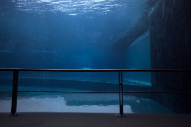 Bir akvaryumdaki havuz, yağmurun düşüşü sırasında panoramik bir geçitte su seviyesinin altından görülüyor.