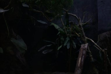 İguana bir duvarın içinde bir dalda sürünüyor.