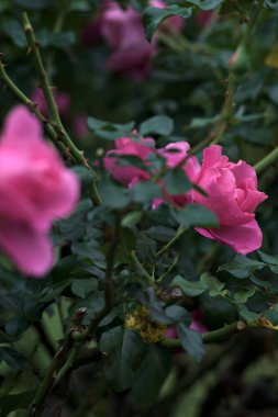 Çalılıklarda açan İngiliz pembe gülleri. Üzerlerinde yağmur damlaları var. Yakından görülüyor.