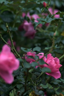 Çalılıklarda açan İngiliz pembe gülleri. Üzerlerinde yağmur damlaları var. Yakından görülüyor.