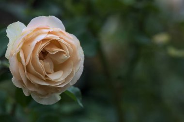Yakından görülen bir sapta çiçek açmış İngiliz solgun gülü