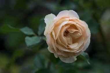 Yakından görülen bir sapta çiçek açmış İngiliz solgun gülü