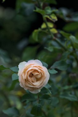 Yakından görülen bir sapta çiçek açmış İngiliz solgun gülü