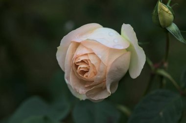 Yakından görülen bir sapta çiçek açmış İngiliz solgun gülü