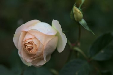 Yakından görülen bir sapta çiçek açmış İngiliz solgun gülü