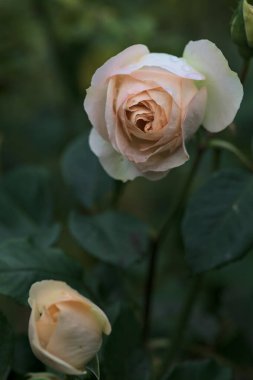 Yakından görülen bir sapta çiçek açmış İngiliz solgun gülü