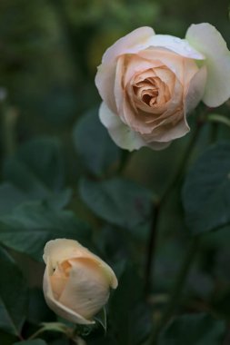 Yakından görülen bir sapta çiçek açmış İngiliz solgun gülü