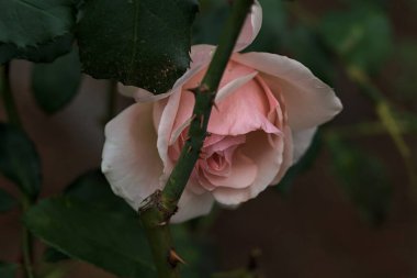 Çiçek açmış soluk İngiliz gülü yakından görülen bir gövdeye yaslanıyor.