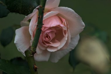 Çiçek açmış soluk İngiliz gülü yakından görülen bir gövdeye yaslanıyor.