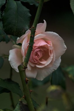 Çiçek açmış soluk İngiliz gülü yakından görülen bir gövdeye yaslanıyor.