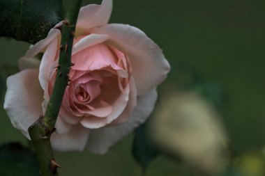 Çiçek açmış soluk İngiliz gülü yakından görülen bir gövdeye yaslanıyor.