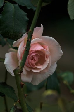 Çiçek açmış soluk İngiliz gülü yakından görülen bir gövdeye yaslanıyor.