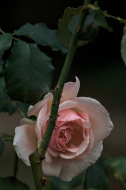Çiçek açmış soluk İngiliz gülü yakından görülen bir gövdeye yaslanıyor.