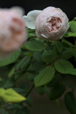 Pembe İngiliz gülü çiçek açmak üzere. Yakından görülüyor.