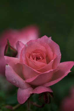 Arka planda çiçek açan güllerle dolu bir çalılık açan pembe bir gül.