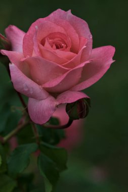 Arka planda çiçek açan güllerle dolu bir çalılık açan pembe bir gül.