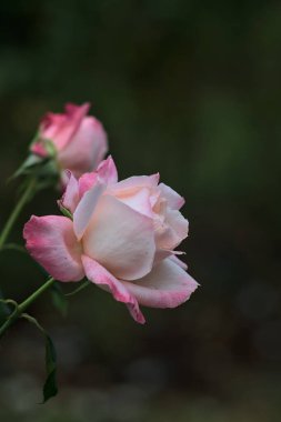 Sapında pembe yapraklar olan beyaz güller yakından görülüyor.