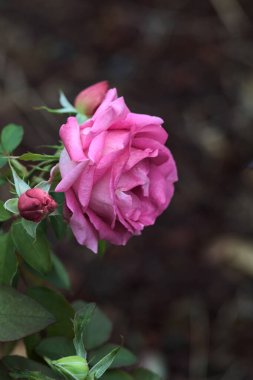Çalılıklarda açan İngiliz pembe gülleri. Üzerlerinde yağmur damlaları var. Yakından görülüyor.