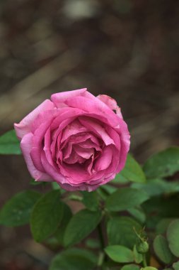 Çalılıklarda açan İngiliz pembe gülleri. Üzerlerinde yağmur damlaları var. Yakından görülüyor.
