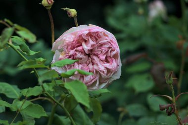 Çiçek açan melez pembe gül yakından görülüyor.
