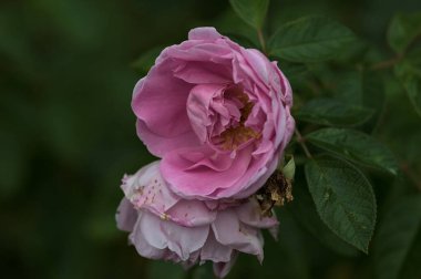 Yapraklarına yağmur damlaları damlayan pembe misk gülleri yakından görülüyor.