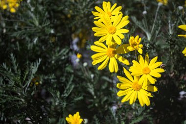 Çalılıklarda açan Arnica çiçekleri yakından ve güçlü bir güneş ışığı altında görülür.