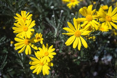Çalılıklarda açan Arnica çiçekleri yakından ve güçlü bir güneş ışığı altında görülür.