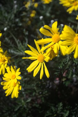 Çalılıklarda açan Arnica çiçekleri yakından ve güçlü bir güneş ışığı altında görülür.